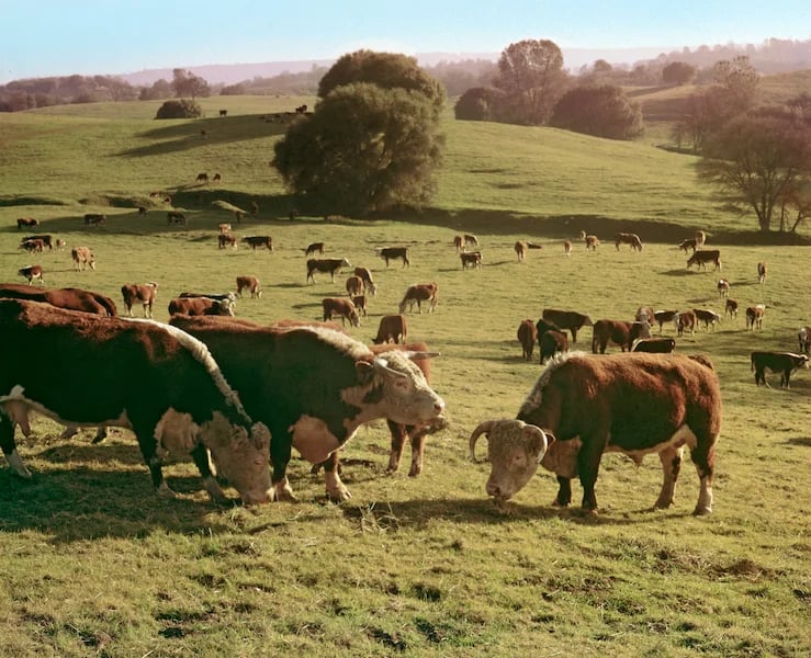 Cows eating grass