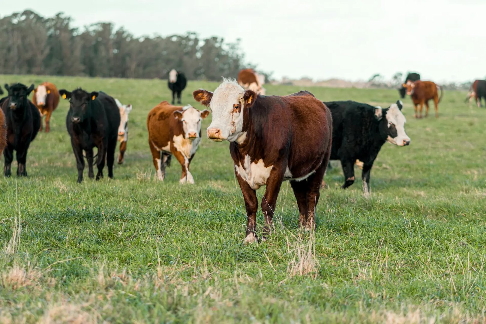 Image of Cows in field